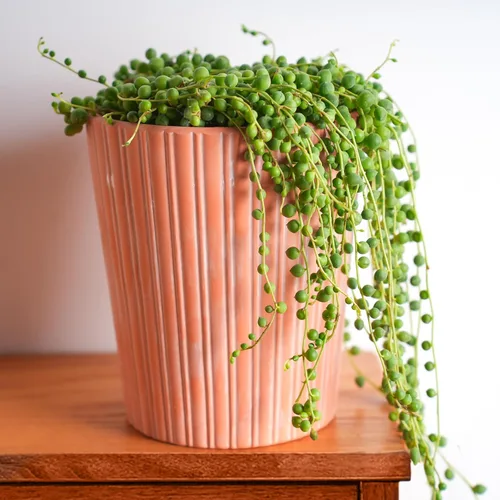 Miniatura 5 de Cadena de perlas de 4 pulgadas con maceta de rayas verdes, planta suculenta viva para el hogar, oficina, boda, decoración colgante, proyectos
