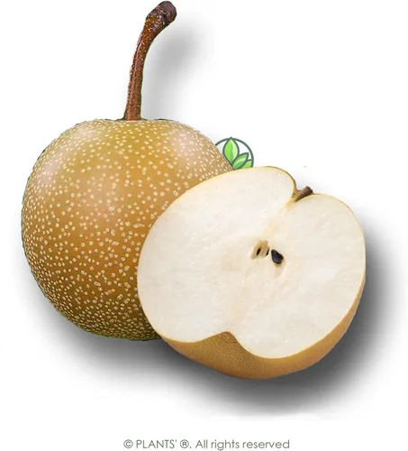 Miniatura 3 de Asian Pear Tree Semillas Premium Pyrus pyrifolia 'Fruit' Plants'® (Premium Seeds, 5)