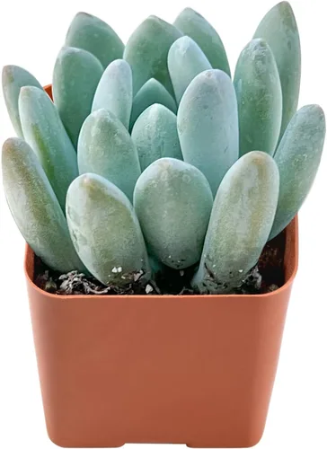 Suculenta viva x Pachyveria 'Clavifolia', aproximadamente 2 pulgadas de gran tamaño, suculentas en maceta, totalmente enraizadas, plantas de