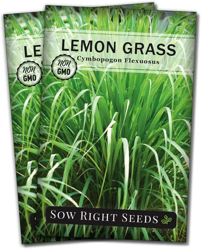 Sow Right Seeds - Semillas de hierba de limón para plantar - Reliquia sin OMG - Indias Orientales - Repelente de mosquitos - Ideal para exteriores -