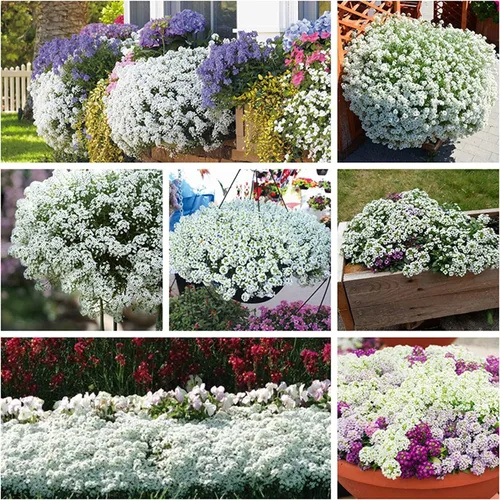 White Alyssum - Semillas de trébol para plantar, cubierta de suelo rastrero, alfombra de nieve, tomillo blanco - Lobularia maritima (500 semillas)