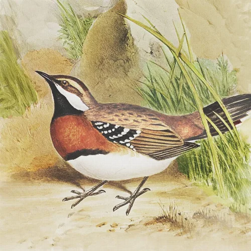 Miniatura 18 de Canguros australianos John Gould Counted Patrón de punto de cruz