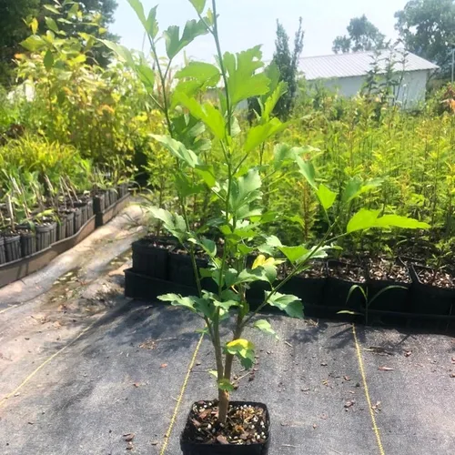 Miniatura 4 de 1 rosa blanca de Sharon plantas vivas para plantar, plantas de flores de hibisco Althea, plantas de hibisco siriaco viven en un recipiente de cuarto