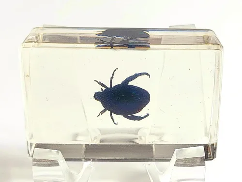 Miniatura 26 de Escarabajo británico Chafer de rosa real de 1.732 pulgadas en resina de lucita cristalina, muestra preservada de cetonia aurata, insectos
