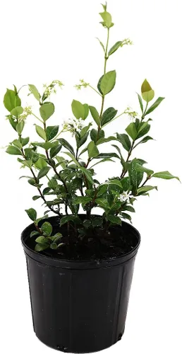 Miniatura 10 de American Plant Exchange Live Confederate Jasmine – Maceta de 6 pulgadas – Vid floreciente fragante con hojas verdes brillantes, planta de exterior