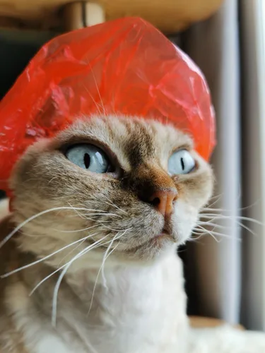 Miniatura 2 de Gorros de ducha para gatos Sphynx y mascotas pequeñas, paquete de 20 bolsas de polietileno, protección de baño impermeable con banda elástica