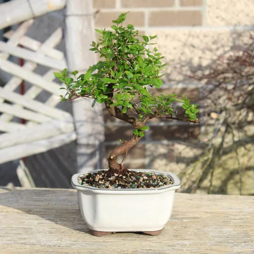 Miniatura 8 de Brussel's Bonsai Árbol bonsái de ciruela dulce china viva, 5 años, 6 a 10 pulgadas, bonsái de interior en maceta de bonsái de cerámica