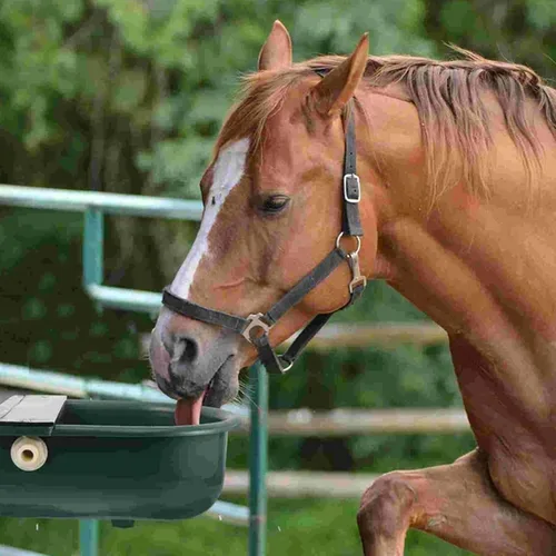 Miniatura 6 de Recipiente automático de agua, bebedero para ganado para ganado, perro, caballo, cabra, oveja, cuenco de agua potable para animales al aire libre