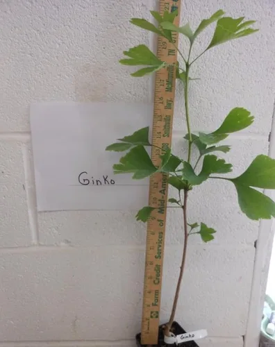 Miniatura 2 de Planta viva - Árbol de ginkgo (árbol de pelo de madrid-ginkobiloba) para jardinería y plantación