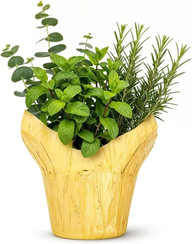 Miniatura 5 de Combo de hierbas aromáticas y saludables vivas en cubierta decorativa - Purificador de aire, combo incluye verbena de limón, lavanda y eucalipto, 12