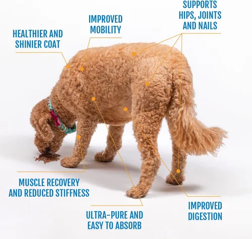Miniatura 2 de Colágeno de membrana de cáscara de huevo para perros, no gelatina y sin médula ósea, polvo de colágeno para perros de alta calidad natural