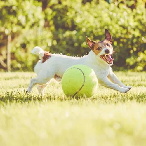 Miniatura 4 de Pelota de tenis grande para perros, pelotas de tenis gigantes inflables de 9.5 pulgadas, juguetes grandes para mascotas para deportes al aire