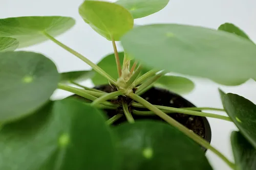 Miniatura 2 de Pilea peperomioides (planta china del dinero / planta Pancake / OVNI), maceta de 4 pulgadas