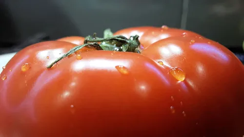 Semillas de tomate rosa Ponderosa. 100 semillas por paquete. Fruta de 1 a 2 libras. 88 días. Reliquia, polinización abierta, sin OMG. Tomate para