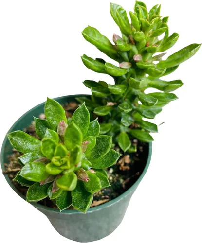 Miniatura 12 de Plantas de cactus suculentas vivas de USKC (maceta de 4 pulgadas) (Echeveria agavoides Lip Stick)