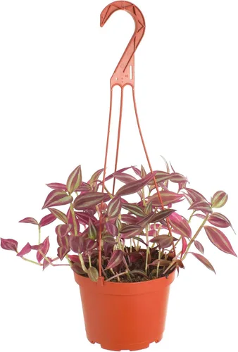 Miniatura 7 de Shop Succulents - Planta colgante Monstera Adansonii, planta de interior viva, planta colgante de queso suizo de fácil cuidado para el hogar