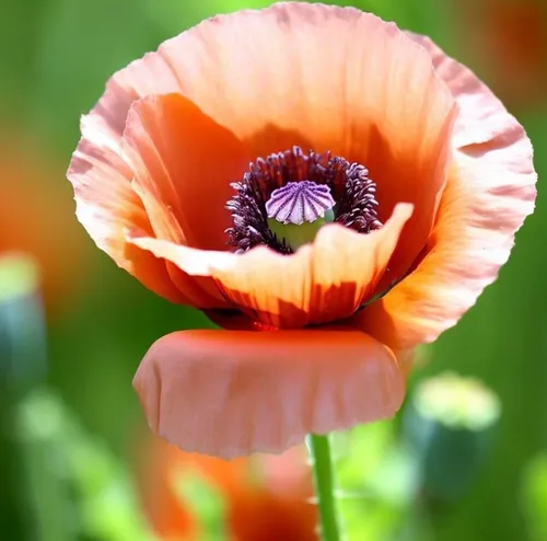 Miniatura 5 de Papaver somniferum (amapola de pan), semillas redondas utilizadas para hornear, cocinar y como cobertura para pan, bagels y pasteles, semillas
