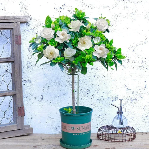 Miniatura 7 de Joyhalo Paquete de 20 Estacas de Soporte para Plantas de 36 Pulgadas, Estacas para Plantas, Estacas para Flores con 24 Lazos de Torsión, Palos