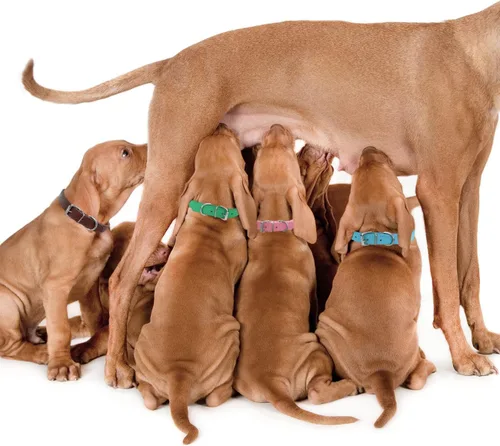 Miniatura 5 de Collares para mascotas – Collares de cuero para perros pequeños – Collar de identificación de cuero ajustable de 12 colores para cachorros, perros