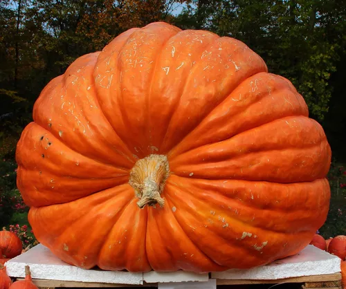 Canailles, Paquete de 10 semillas de calabaza gigante del Atlántico, calabazas enormes comienzan aquí, fabricadas en los Estados Unidos