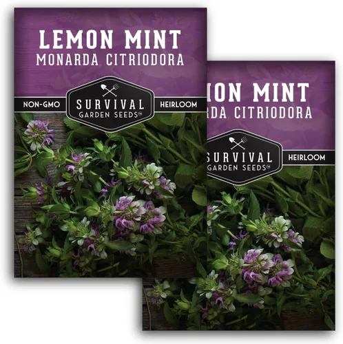 Miniatura 10 de Semillas de limón y menta para plantar (Monarda Citriodora) Bálsamo de abeja de limón/menta de caballo, hierbas medicinales y plantas de jardín