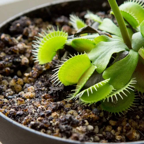 Miniatura 6 de Perfect Plants Suelo para plantas carnívoras Mezcla orgánica premium de 4 cuartos de galón Uso con trampas para moscas Venus, plantas de jarra u