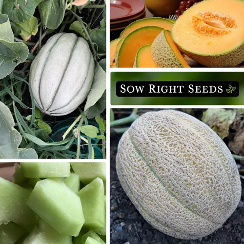 Miniatura 4 de Sow Right Seeds - Colección de semillas de frutas de melón para plantar - Paquetes individuales Honey Rock, Hales Best y Honeydew Melon - Semillas