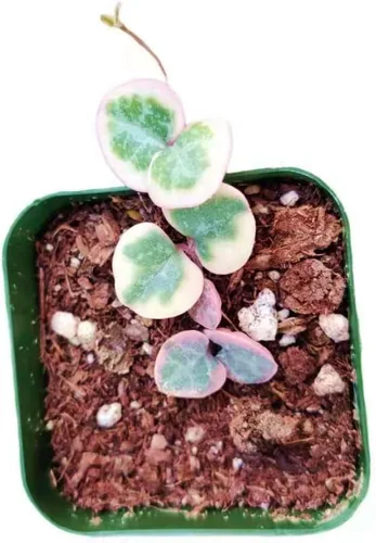 Miniatura 7 de Plantas de Cactus Suculentas Vivas (Maceta de 5 cm Echeveria Minima)