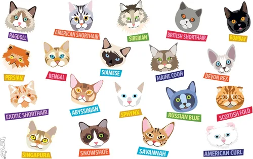 Miniatura 2 de Tervis Flat Art - Vaso aislado de doble pared con aislamiento de gatos hecho en Estados Unidos, mantiene las bebidas frías y calientes, 16 onzas