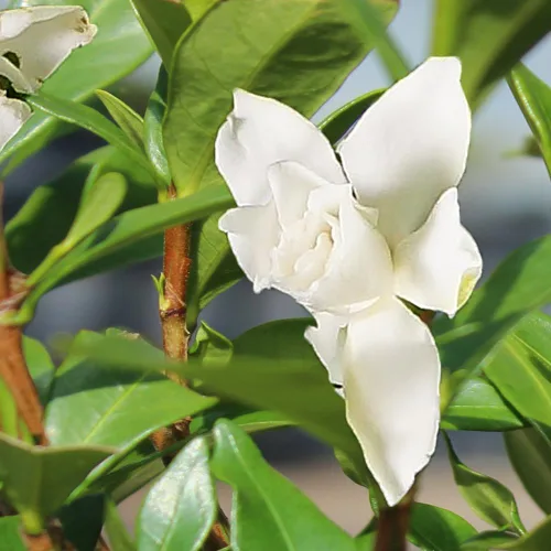 Miniatura 4 de Brussel”s Bonsai - Árbol bonsai de Gardenia viva para exteriores