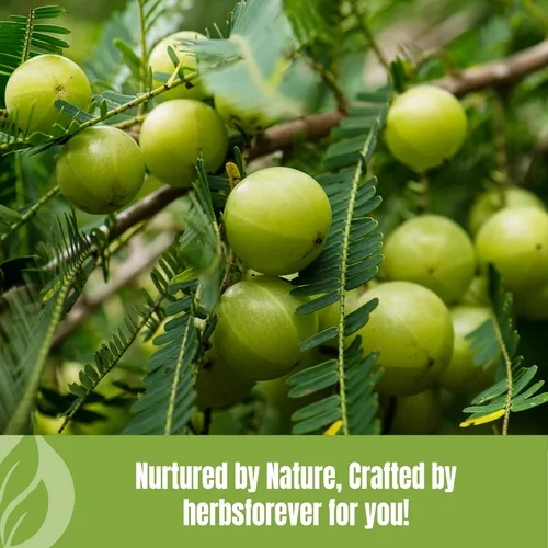 Miniatura 8 de Herbsforever Amla Powder Phyllanthus Emblica Rico en vitamina C y antioxidantes naturales Apoya la inmunidad y la digestión saludables