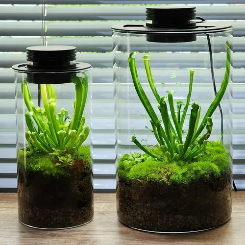 Miniatura 5 de AREPK Lámpara de cultivo de plantas de terrario de vidrio, para jarrones de hasta 4 pulgadas de diámetro, luz con temporizador de encendido/apagado