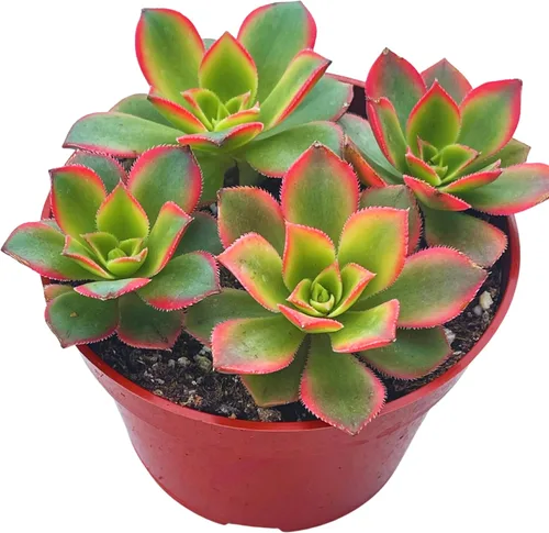 Miniatura 19 de Suculenta Viva de 4" Callisia Repens Pink Lady Turtle Vine, Plantas Suculentas Vivas Completamente Enraizadas Planta de Casa para Decoración