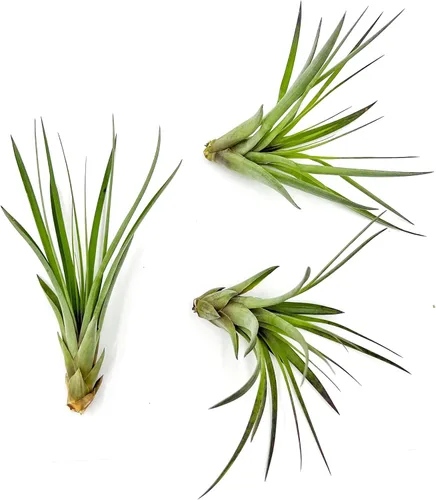 Miniatura 36 de ragnaroc Planta de Aire Viva – Tillandsia Capiput, Jumbo 6-9” - 2 unidades - Llegada Viva Garantizada - Plantas de Casa para Decoración del Hogar
