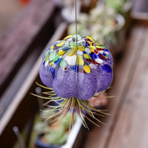 Miniatura 2 de H&D HYALINE & DORA Terrario de cristal soplado a mano colgante con diseño de medusa de aire para plantas de aire, decoración para jardín, porche