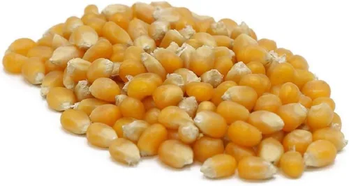 Country Creek Acres - Semillas de palomitas de maíz amarillas para cultivar semillas de jardín de polinización abierta sin OMG