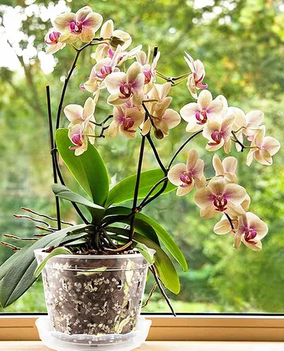 Miniatura 5 de DESOMINOR Maceta de orquídea transparente, macetas de plástico de 4.8 pulgadas, 5.6 pulgadas y 7 pulgadas con agujeros y platillos, macetas