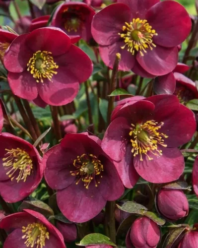 Miniatura 4 de Perennial Farm Marketplace Helleborus Frostkiss® Molly's White (rosa ententense) - Envase perenne vivo, tamaño #1, flores blancas de invierno a
