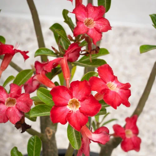 Miniatura 2 de Planta de rosa del desierto Adenium, rosa del desierto para principiantes para plantar en interiores y exteriores, 10-15 cm, plántula suculenta