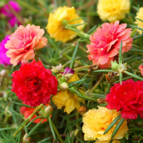Miniatura 11 de LUOJIBIE Semillas de Zinnia para 2026, más de 6,000 semillas de zinnia gigante de California a granel, semillas de zinnia de doble dalia