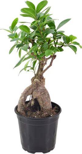 Miniatura 2 de Arcadia Garden Products LV61 Ginseng Ficus Live - Planta bonsái de interior en maceta de plástico de 4 pulgadas, verde, **Vendido por Amazon