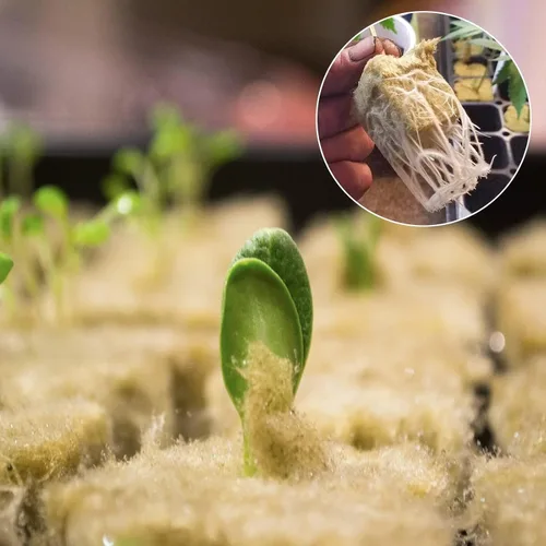 Miniatura 7 de Halatool Cubos de lana de roca de 2,5 cm para jardín, cubos de cultivo de lana mineral para hidropónicos, cultivo sin suelo, plántulas, esquejes