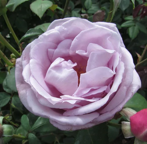 Miniatura 5 de 100 semillas de rosas trepadoras moradas raras sin OMG