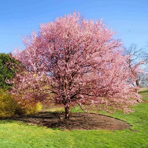 Kwanzan - Cerezo japonés con flores – Planta viva de 8 a 14 pulgadas de alto – Maceta de 2.5 pulgadas – Plántula de flor rosa – Prunus 'Kanzan'