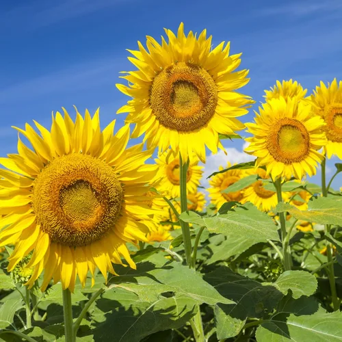 Semillas de girasol Groundio para plantar, 1 OZ, cultiva un girasol gigante Mamut en tu jardín, más de 300 semillas de girasol con alta germinación,