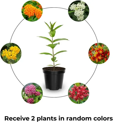 Miniatura 2 de Paquete de 2 plantas vivas variadas de mariposa Mikweed, plantas perennes de Asclepias Tuberosa, algodoncillo tropical de 4 a 8 pulgadas para jardín