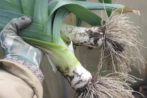 Miniatura 7 de Semillas de cebolla de puerro gigante sin OMG vegetal para plantar