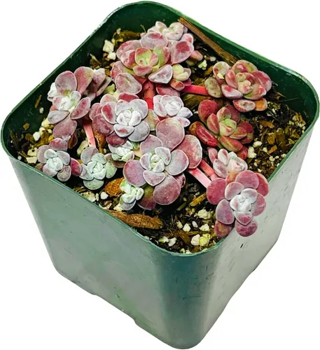 Miniatura 11 de Plantas de cactus suculentas vivas de USKC (maceta de 2 pulgadas) (Adromischus Maculatus)