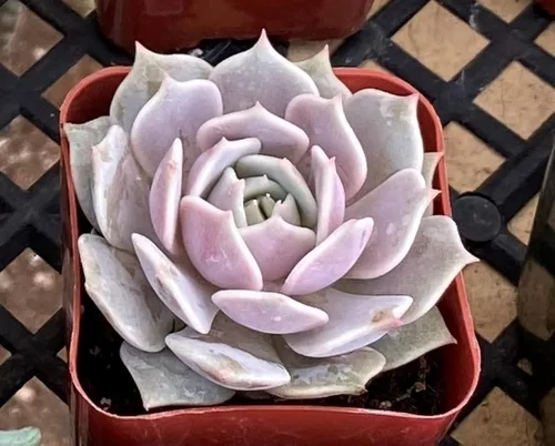 Miniatura 4 de Sprout N Green Echeveria Lola, suculenta viva totalmente enraizada en maceta de 2 pulgadas con tierra, planta de interior y exterior, hogar