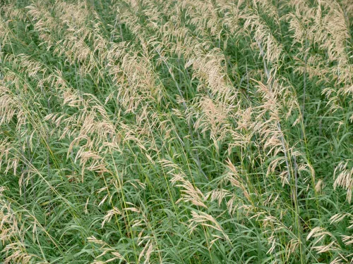 Semillas de hierba de brome suave para plantar, bromegrass fácil de cultivar (3 libras)